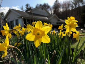 May 5 Daffodils