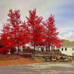 Grace Cottage Autumn Photo