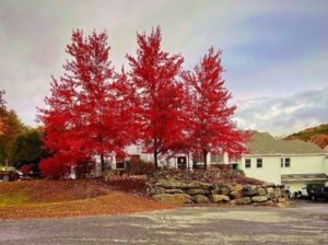 Grace Cottage Autumn Photo