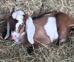 Farm Fundraiser Cows